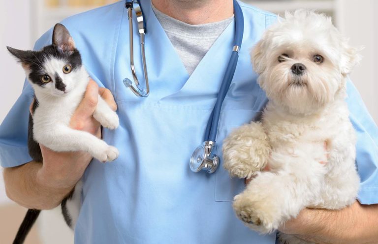 Vet Practice HSADD